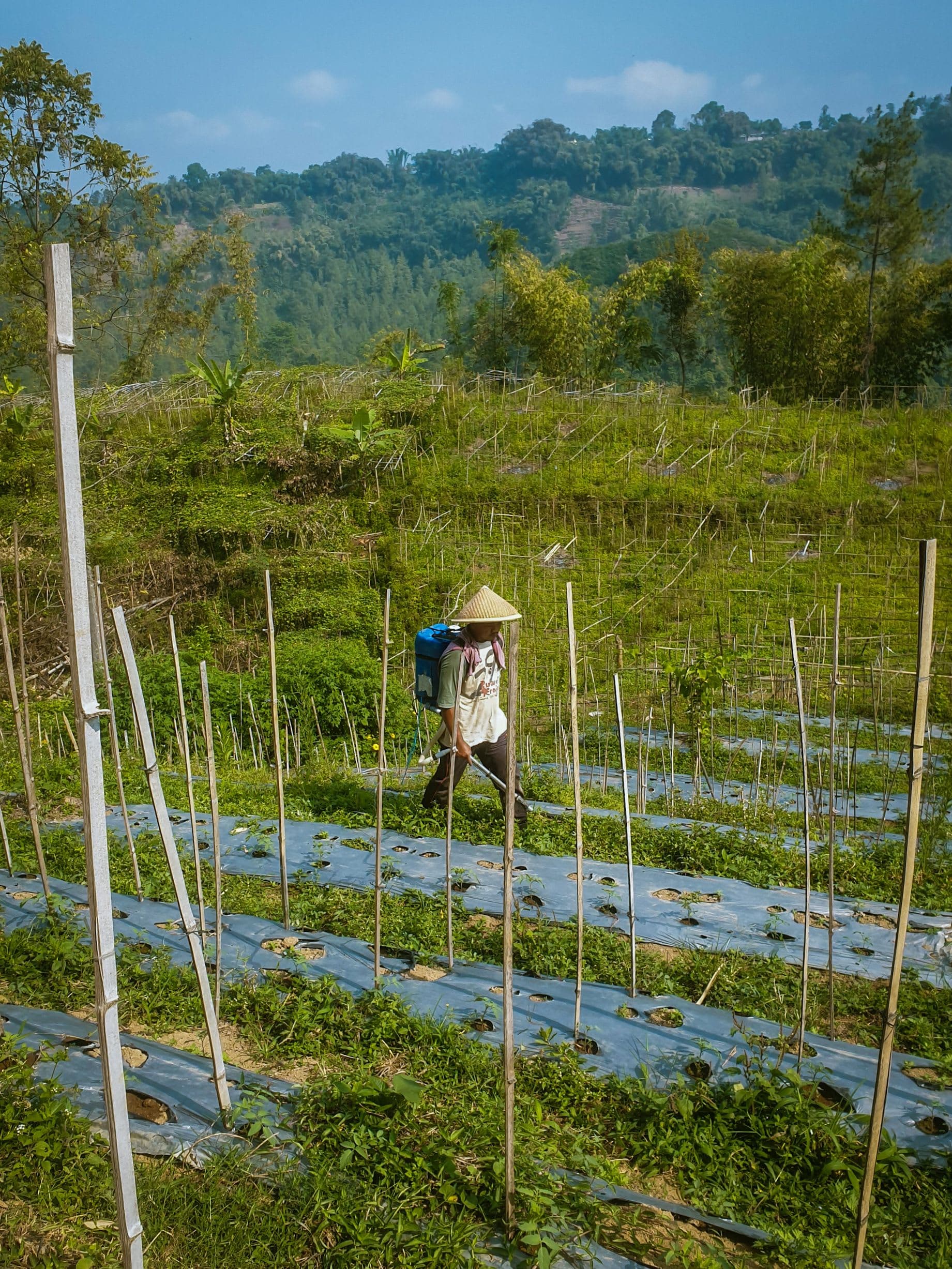 Pertanian Pangan