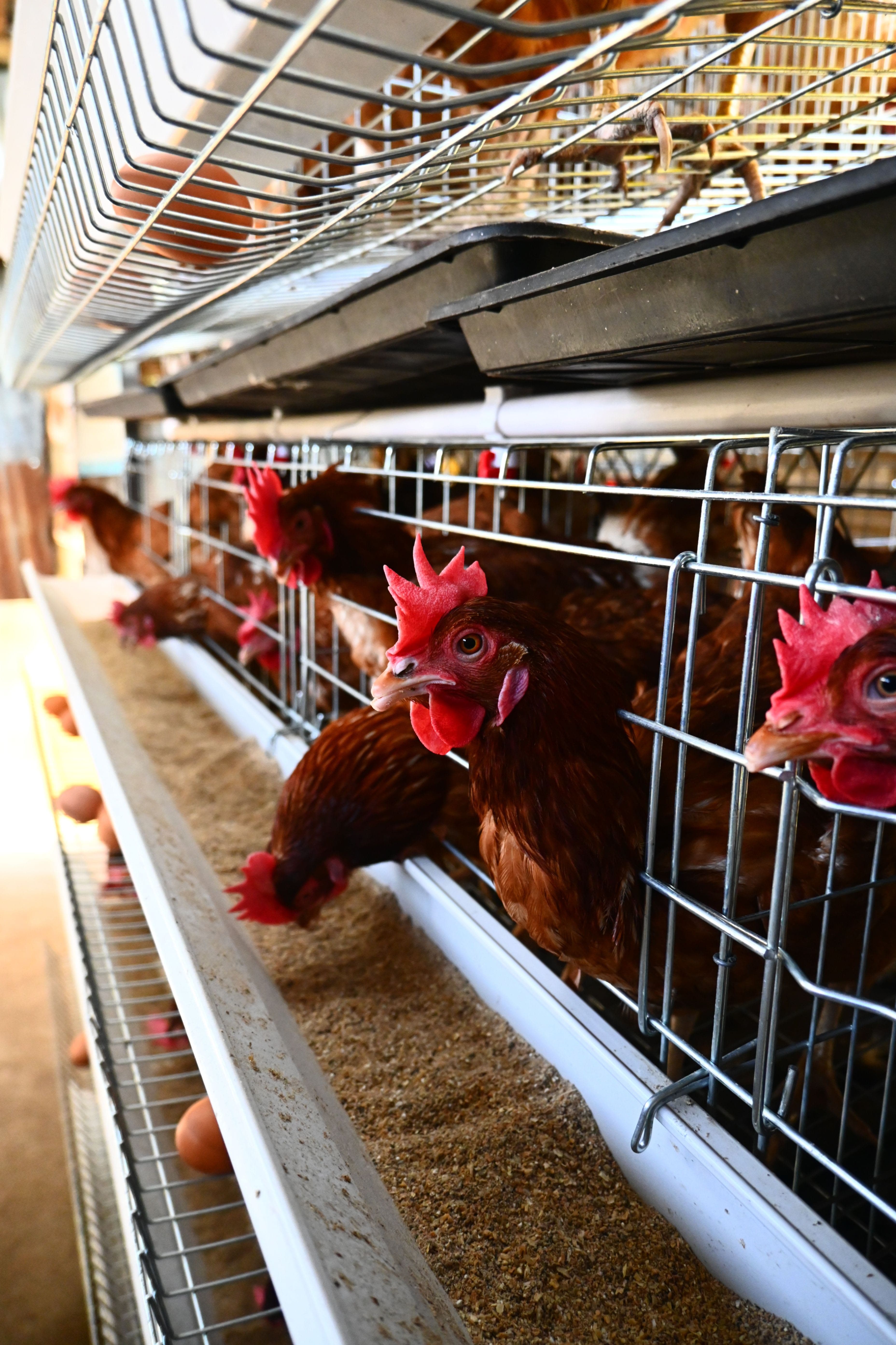 Pertenakan
